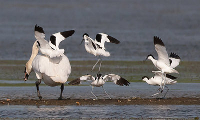  Avocets charging a Mute Swan - Cygnus olor