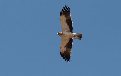 Booted Eagle - Dvrgrn - Hieraaetus pennatus