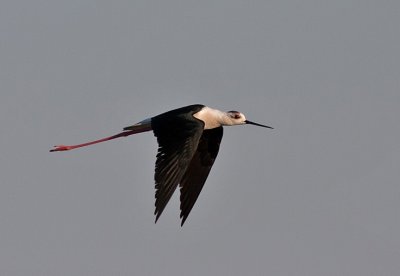 Black-winged Stilt - Styltelber - Himantopus himantopus