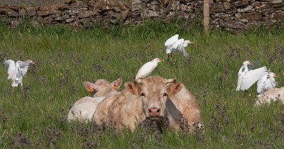 Cattle Egret - Kohejre -Bubulcus ibis