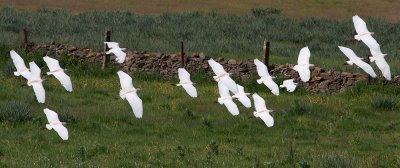 Cattle Egret - Kohejre -Bubulcus ibis