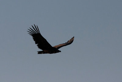 Black Vulture - Munkegrib - Aegypius monachus