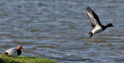 Tufted Duck - Troldand - Aythya fuligula