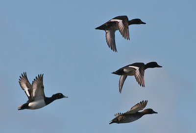 Tufted Duck - Troldand - Aythya fuligula