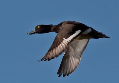 Tufted Duck - Troldand - Aythya fuligula