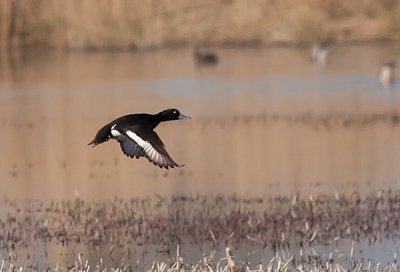 Tufted Duck - Troldand - Aythya fuligula