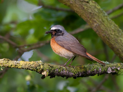 Common Redstart male - Roedstjert han - Phoenicurus phoenicurus
