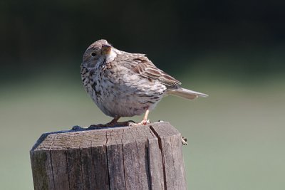 Corn Bunting juv - Bomlrke - Miliaria calandra