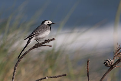 White Wagtail - Hvid Vipstjert - Motacilla alba