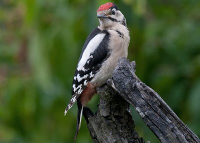Great Spotted Woodpecker juv  -  Stor Flagsptte Dendrocopos major
