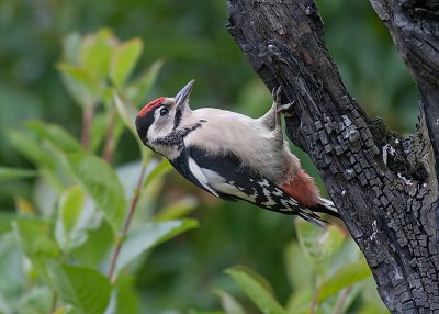 Great Spotted Woodpecker juv  -  Stor Flagsptte  Dendrocopos major
