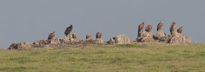 Griffon Vulture - Black Vulture - Gsegrib og Munkegrib