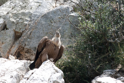 Griffon Volture - Gsegrib -Gyps fulvus