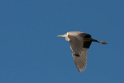 Grey Heron - Fiskehejre - Ardena cinerea