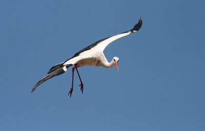 White Stork - Hvid Stork - Ciconia ciconia