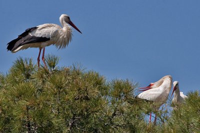 White Stork - Hvid Stork - Ciconia ciconia