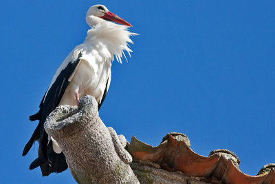 White Stork - Hvid Stork - Ciconia ciconia