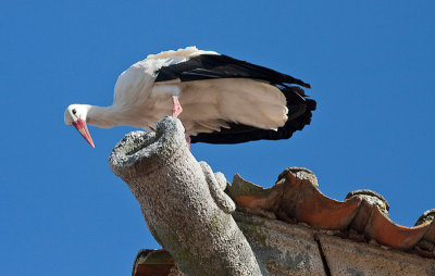 White Stork - Hvid Stork - Ciconia ciconia