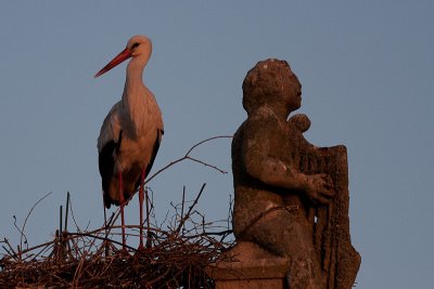 Hvid Stork_IMG_6104_Trujillo Spanien.JPG