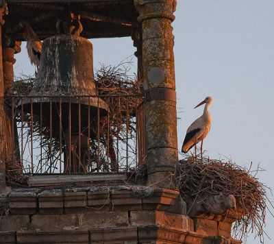 Trip to Extremadura birds 1
