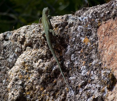  Iberian rock lizard -Ibirisk klippefirben - Lacerta monticola
