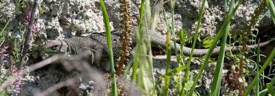 Ocellated lizard - Perlefirben - Lacerta lepida