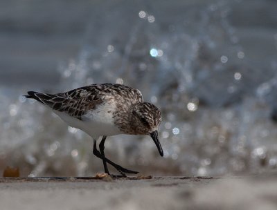 Sanderling