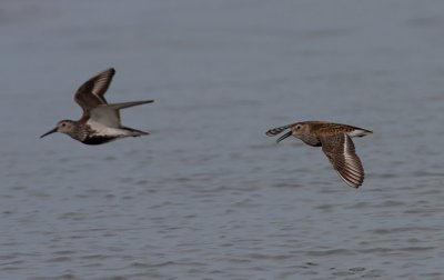 Dunlin - Almindelig Ryle - Calidris alpina