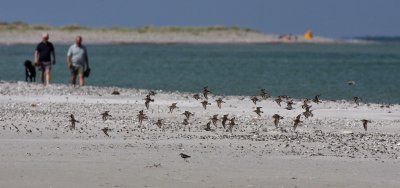Dunlin - Almindelig Ryle - Calidris alpina