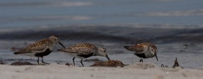 Dunlin - Almindelig Ryle - Calidris alpina