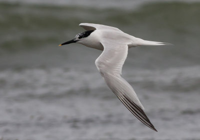 Sandwich Tern ad - Splitterne - Sterna sandvisensis