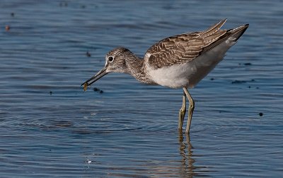 Greenshank  - Hvidklire - Tringa nebularia