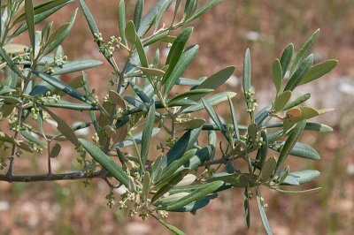 Olive - Olea europaea - Oliven