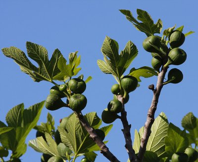 Fig - Ficus carica - Figen
