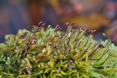 Moss sporangia  Sporehuse