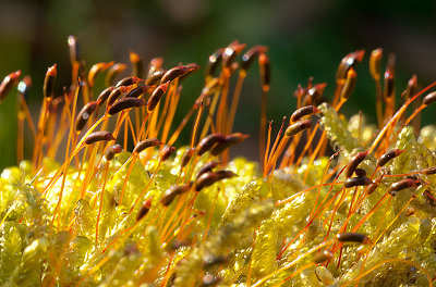 Moss sporangia  Sporehuse