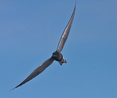 Black Tern - Sortterne - Childonias niger
