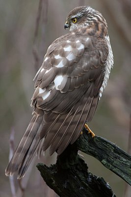Sparrowhawk juv- Spurvehg juv - Accipiter nisus