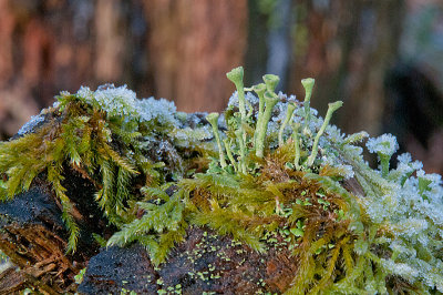 Lichen Cladonia ssp