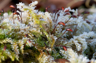 Moss sporangia  Sporehuse