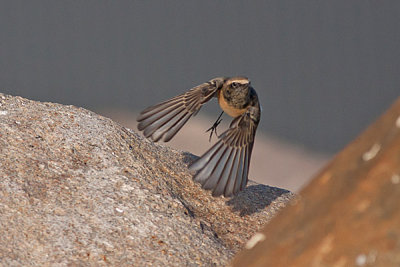 Pied Wheatear- Oenanthe leucomela-Nonnestenpikker