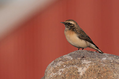 Pied Wheatear- Oenanthe leucomela-Nonnestenpikker