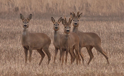 Roe deer - Rdyr - Capreolus capreolus