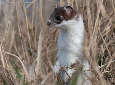 Mustela erminea - Lkat