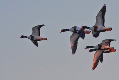 Common Shelduck - Gravad - Tadorna tadorna