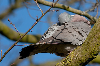 Common Wood Pigeon - Ringdue - Columba palumbus
