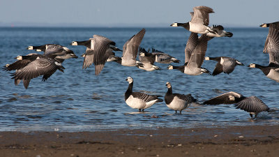 Barnacle Goose - Bramgs - Branta leucopsis
