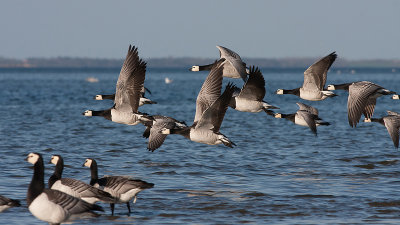 Barnacle Goose - Bramgs - Branta leucopsis