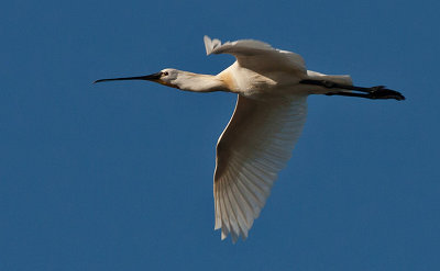 Spoonbill - Skestork - Platalea leucorodia