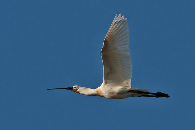 Spoonbill - Skestork - Platalea leucorodia